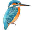 Martin pêcheur ##STADE## - plumage 1